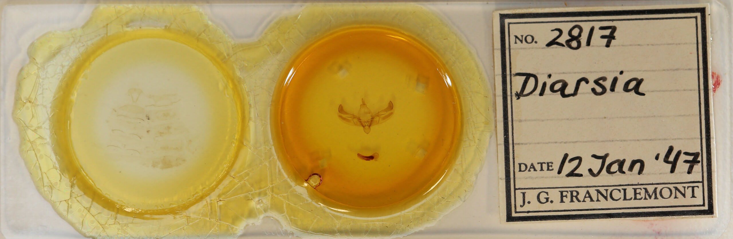 slide view of adult Diarsia