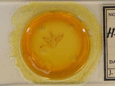 slide view of adult Halysidota harrisii