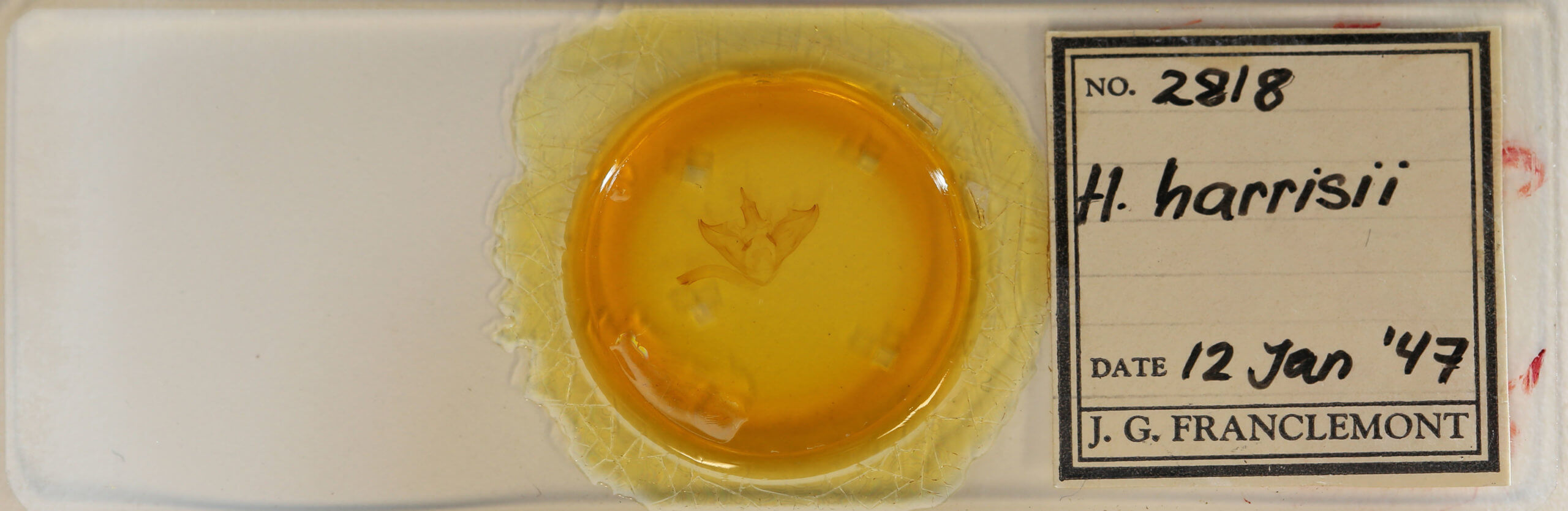 slide view of adult Halysidota harrisii