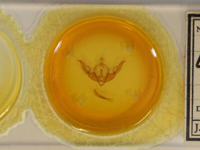 slide view of adult Lithophane pertorrida