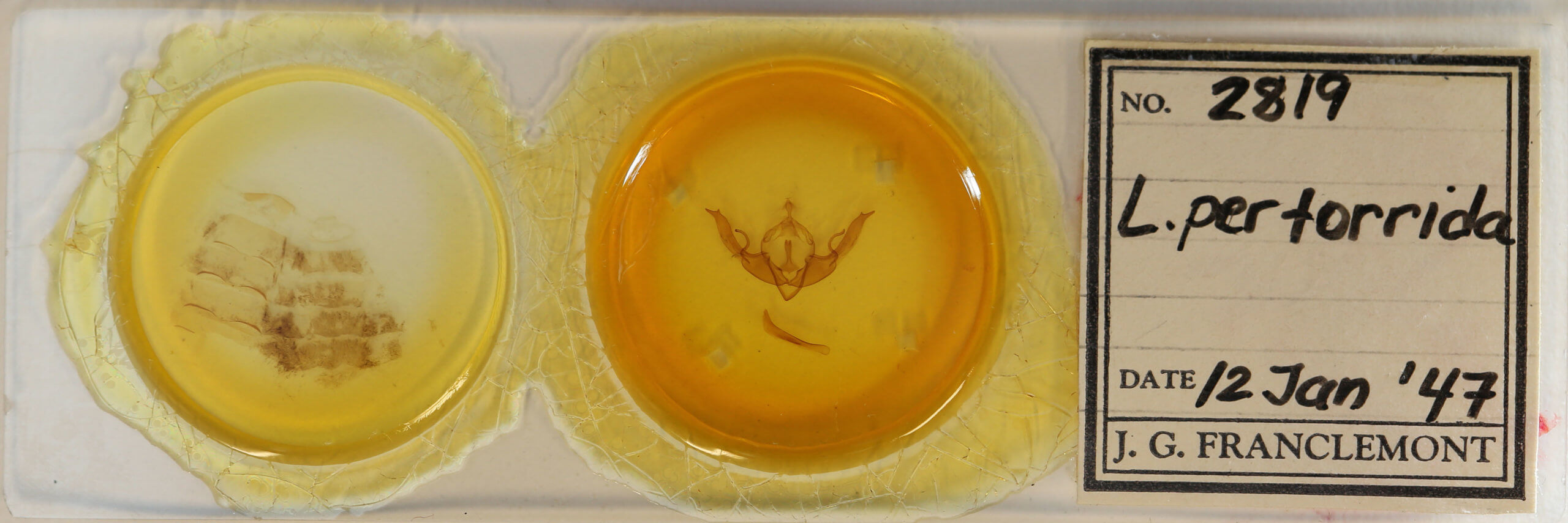 slide view of adult Lithophane pertorrida