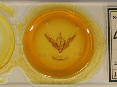 slide view of adult Lithophane georgii