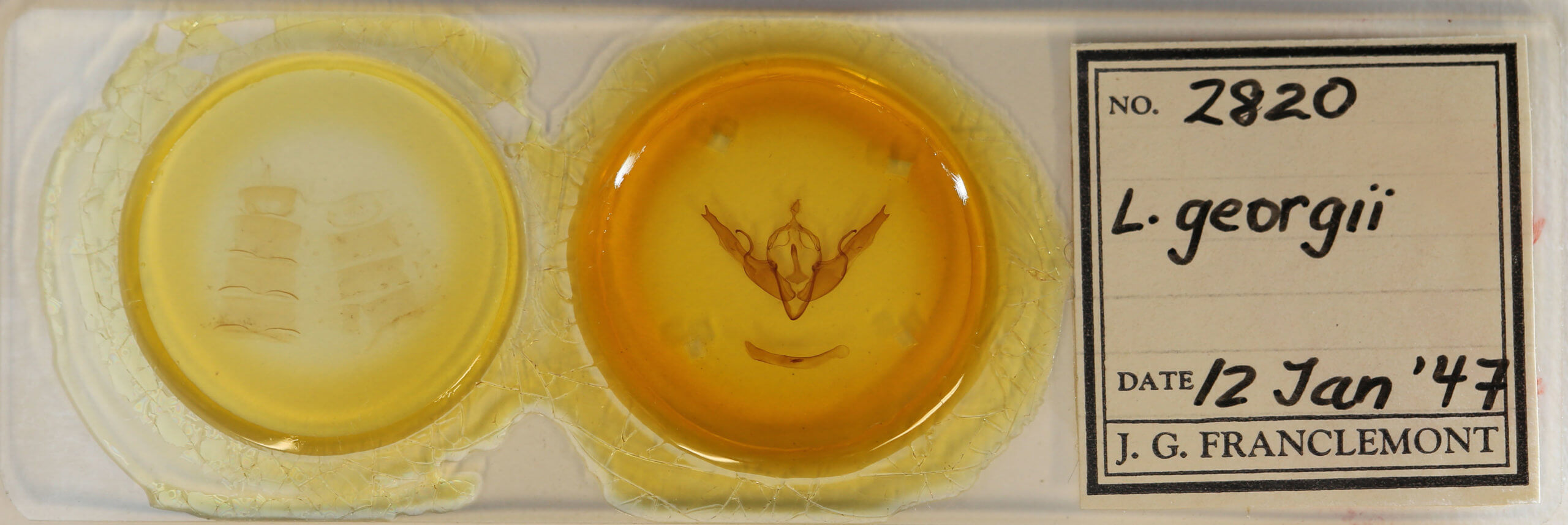 slide view of adult Lithophane georgii