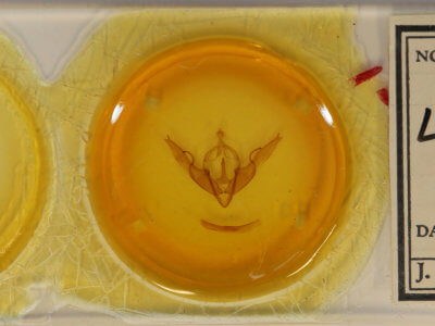 slide view of adult Lithophane georgii