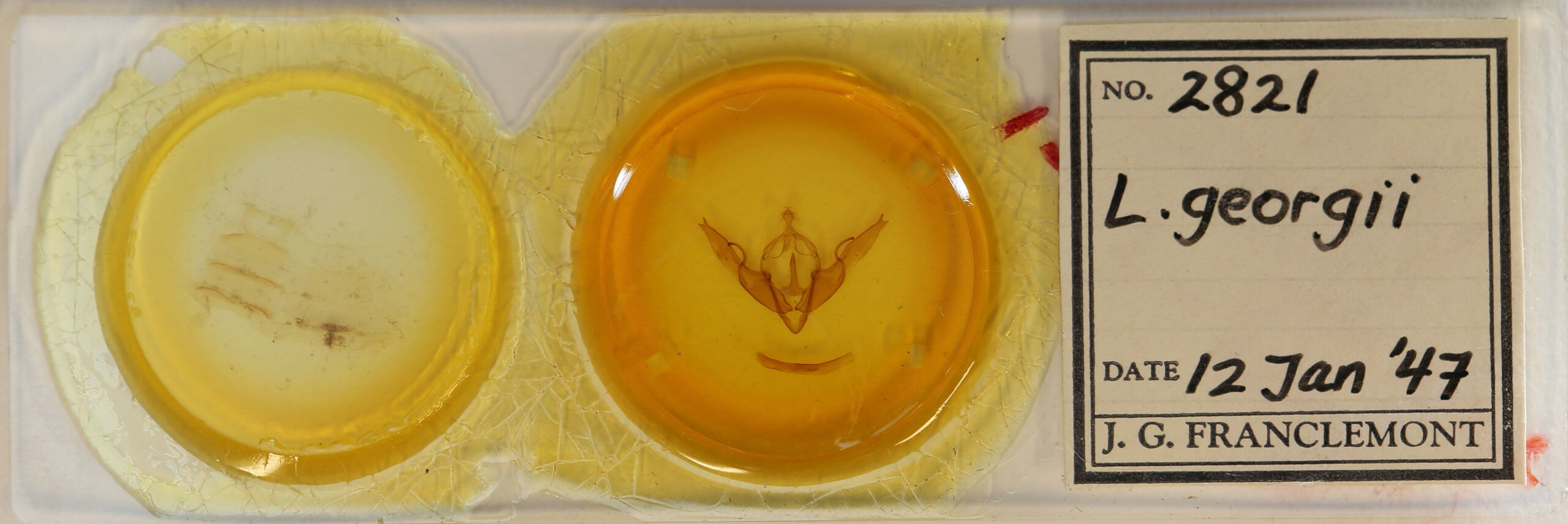 slide view of adult Lithophane georgii