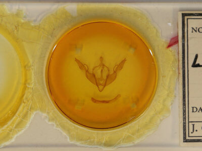 slide view of adult Lithophane georgii