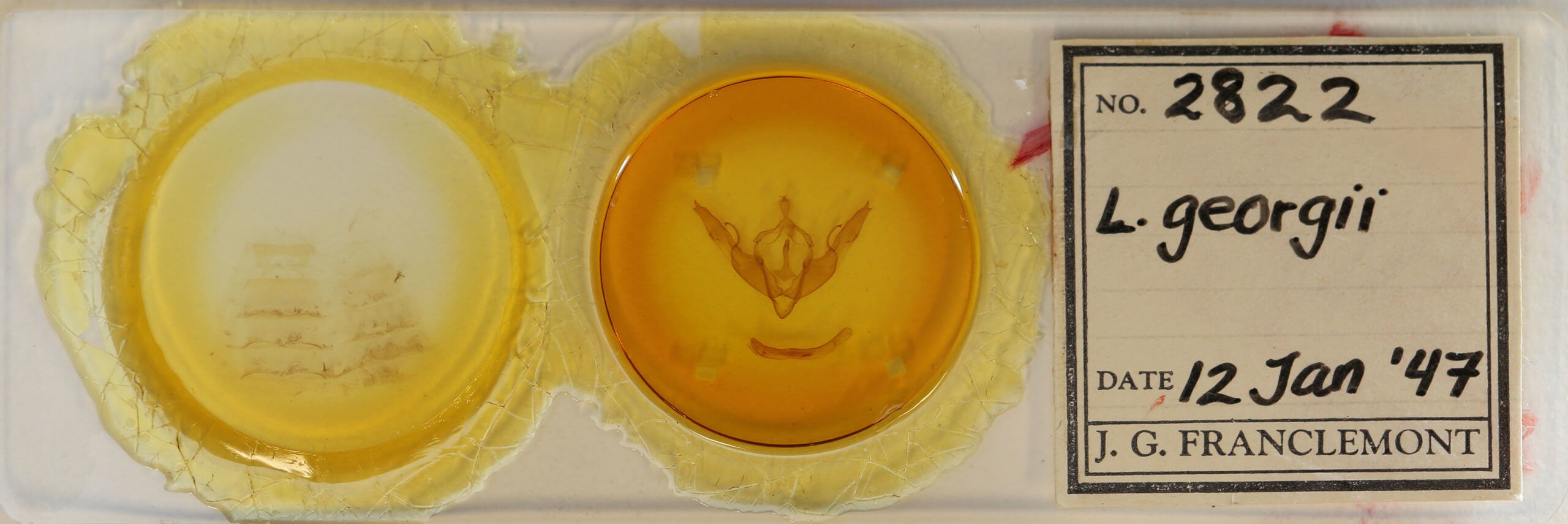 slide view of adult Lithophane georgii