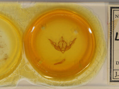 slide view of adult Lithophane pertorrida