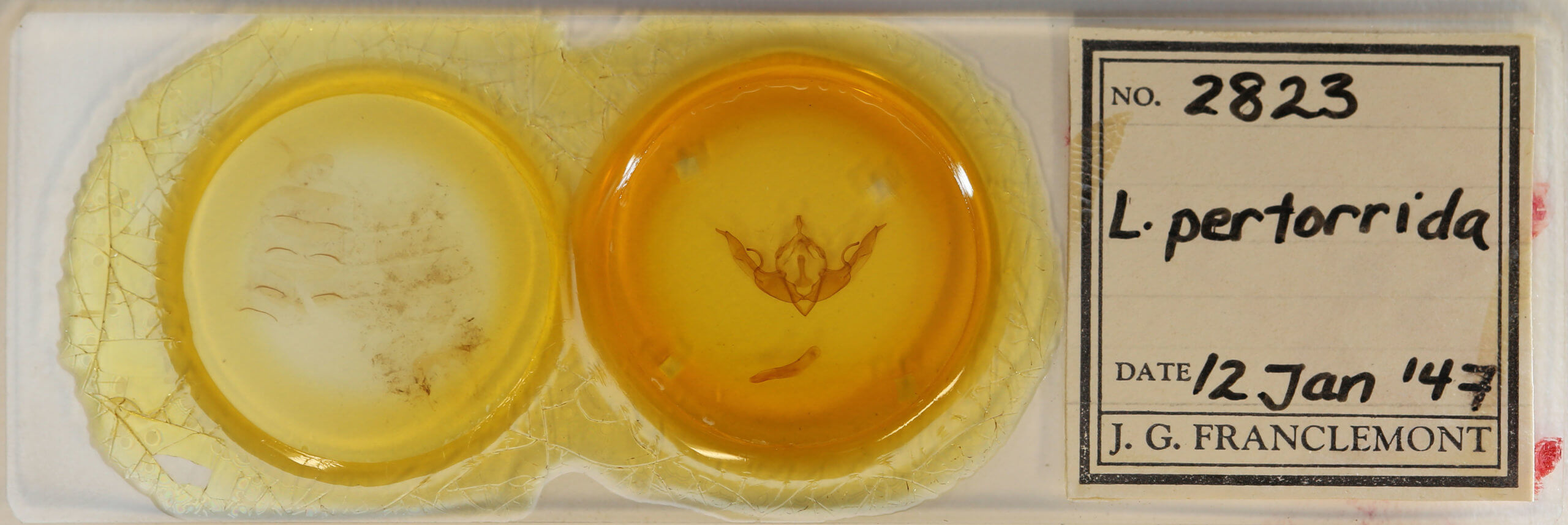 slide view of adult Lithophane pertorrida