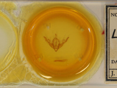 slide view of adult Lithophane torrida