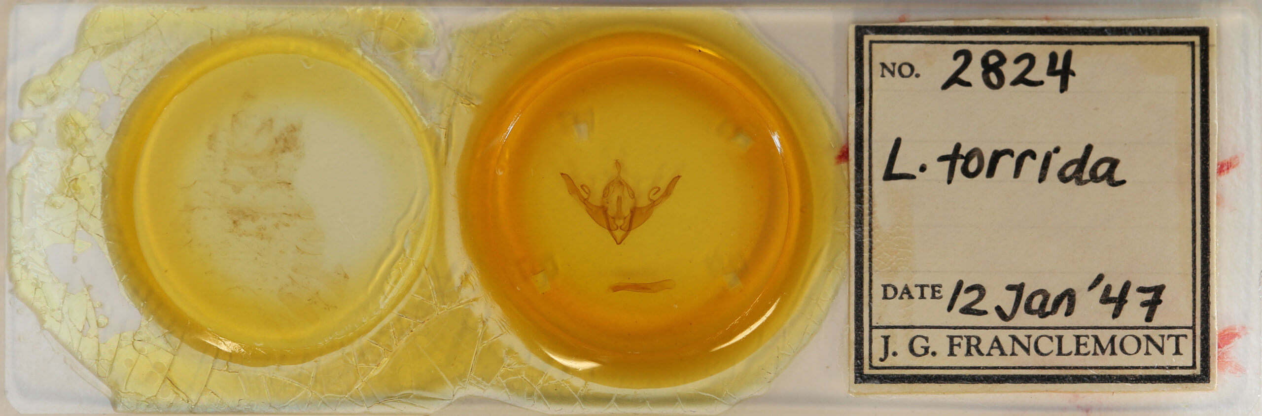 slide view of adult Lithophane torrida