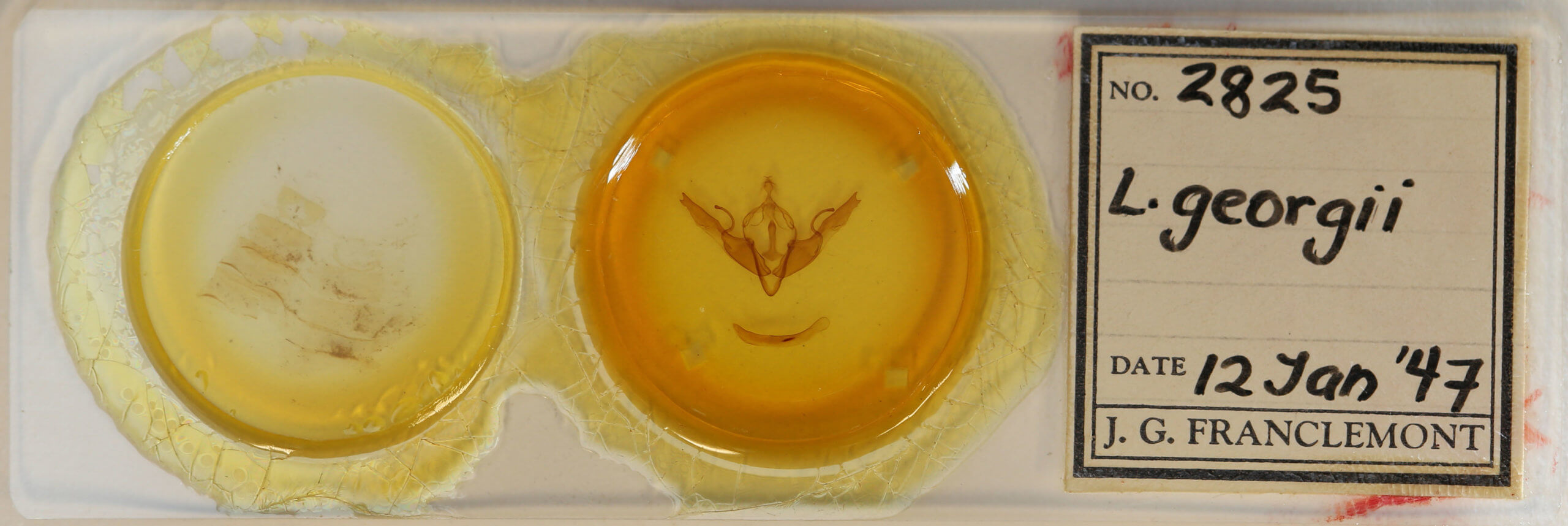 slide view of adult Lithophane georgii