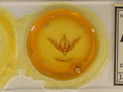 slide view of adult Lithophane georgii