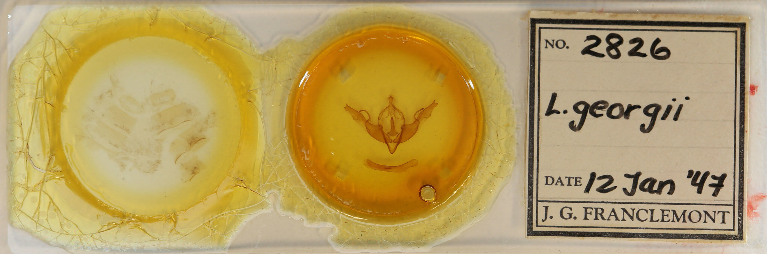 slide view of adult Lithophane georgii