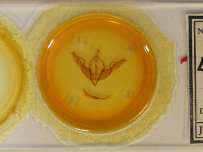 slide view of adult Lithophane georgii