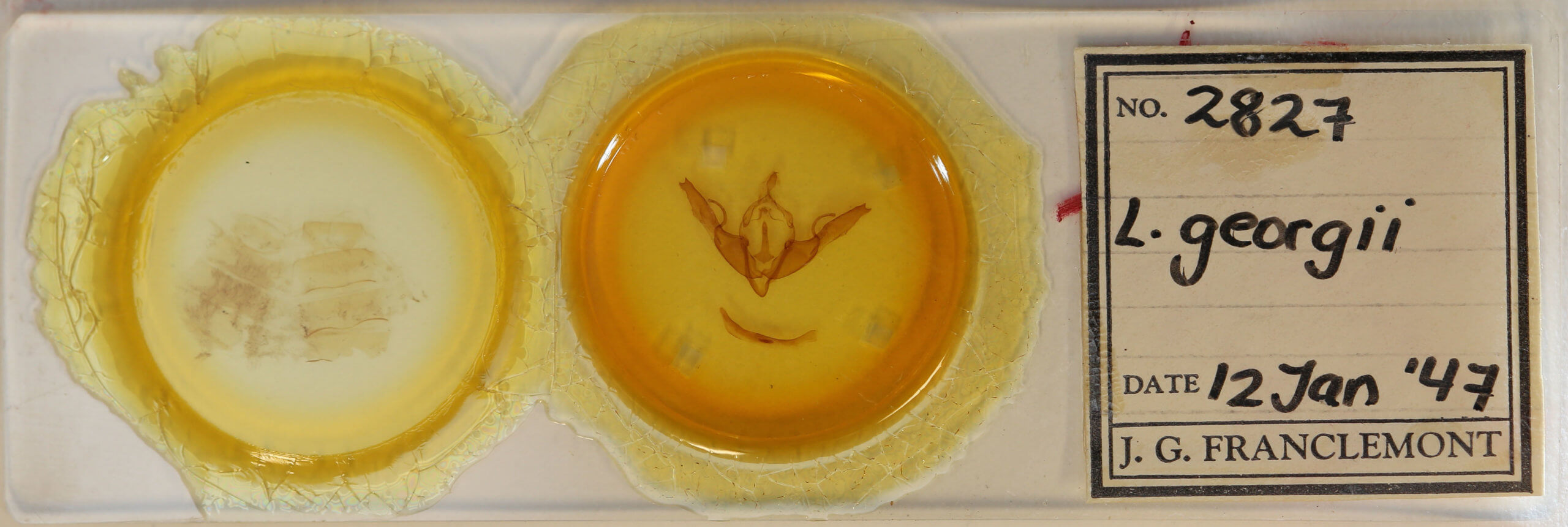 slide view of adult Lithophane georgii