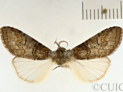 dorsal view of adult Lithophane georgii