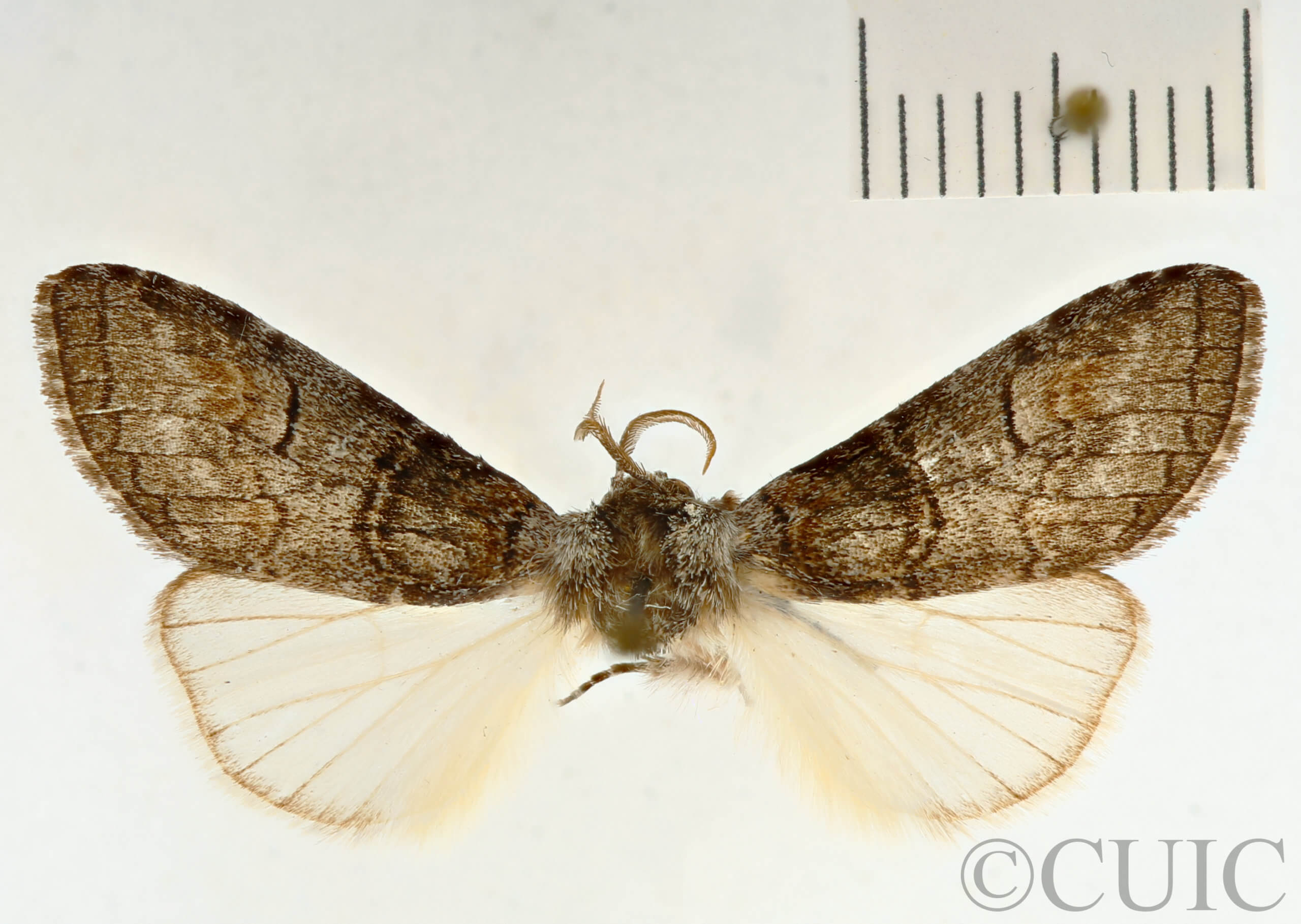 dorsal view of adult Lithophane georgii