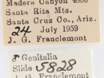 label view of adult Lithophane georgii