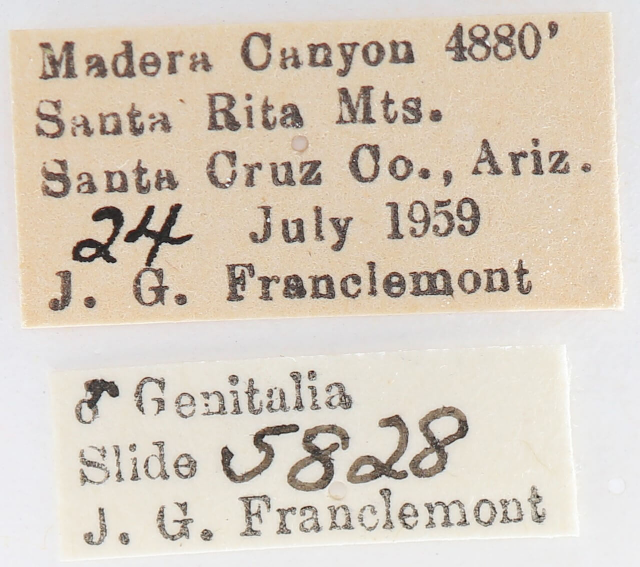 label view of adult Lithophane georgii