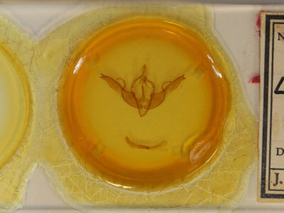 slide view of adult Lithophane georgii