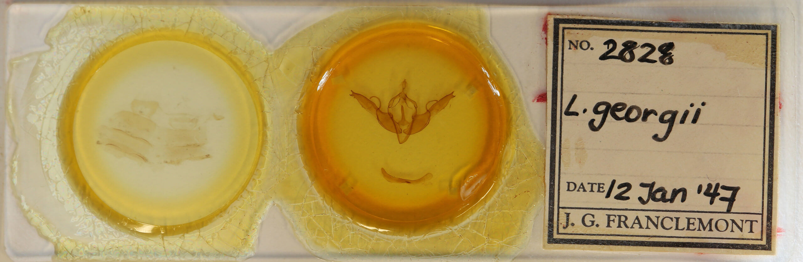 slide view of adult Lithophane georgii