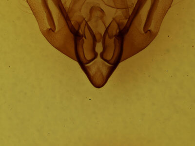 genitalia view of adult Alastria