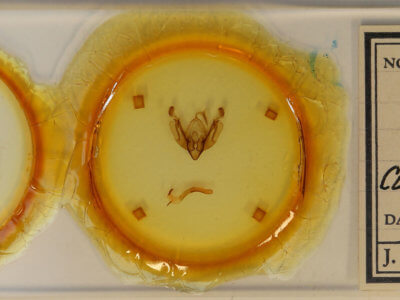 slide view of adult Alastria