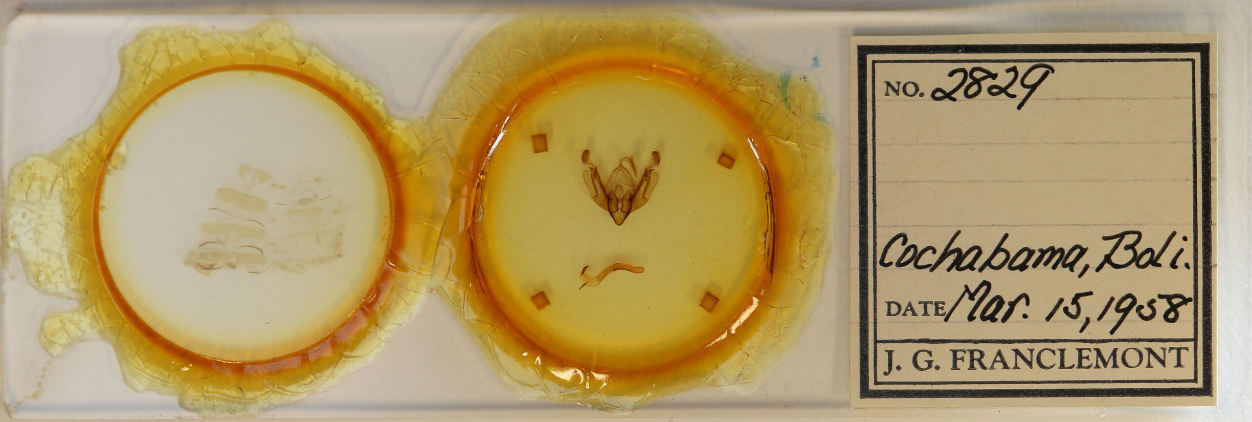 slide view of adult Alastria