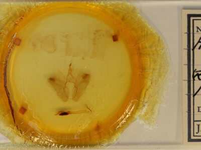 slide view of adult Anomis