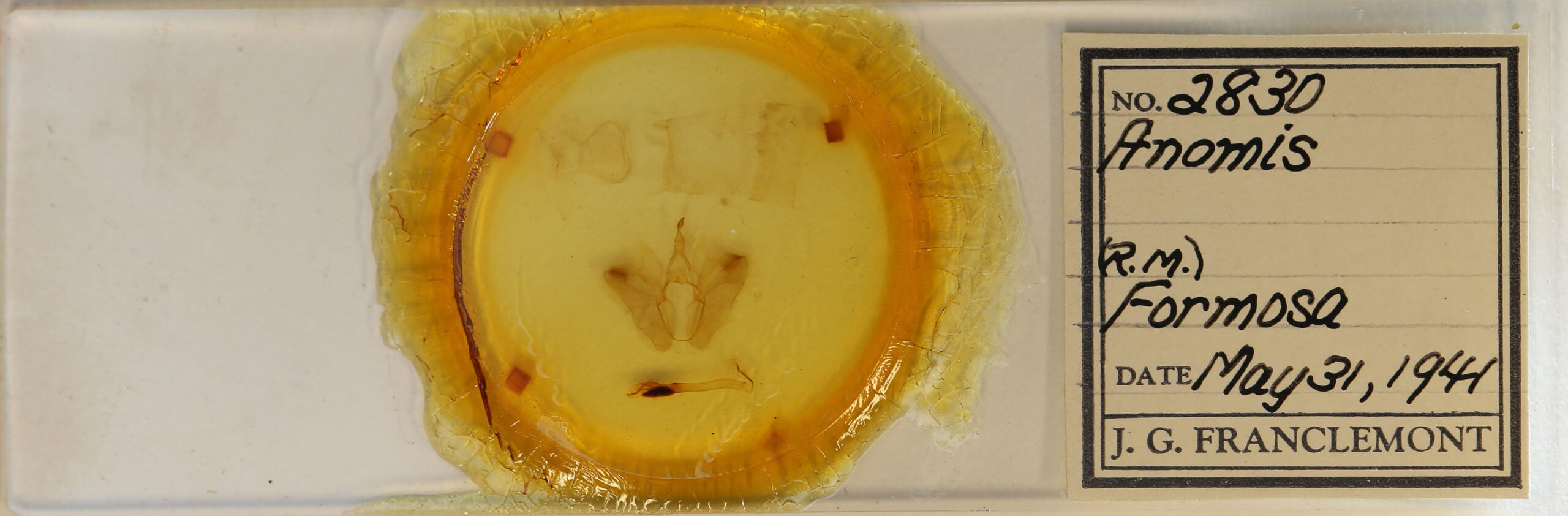 slide view of adult Anomis