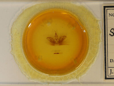 slide view of adult Spodoptera eridania