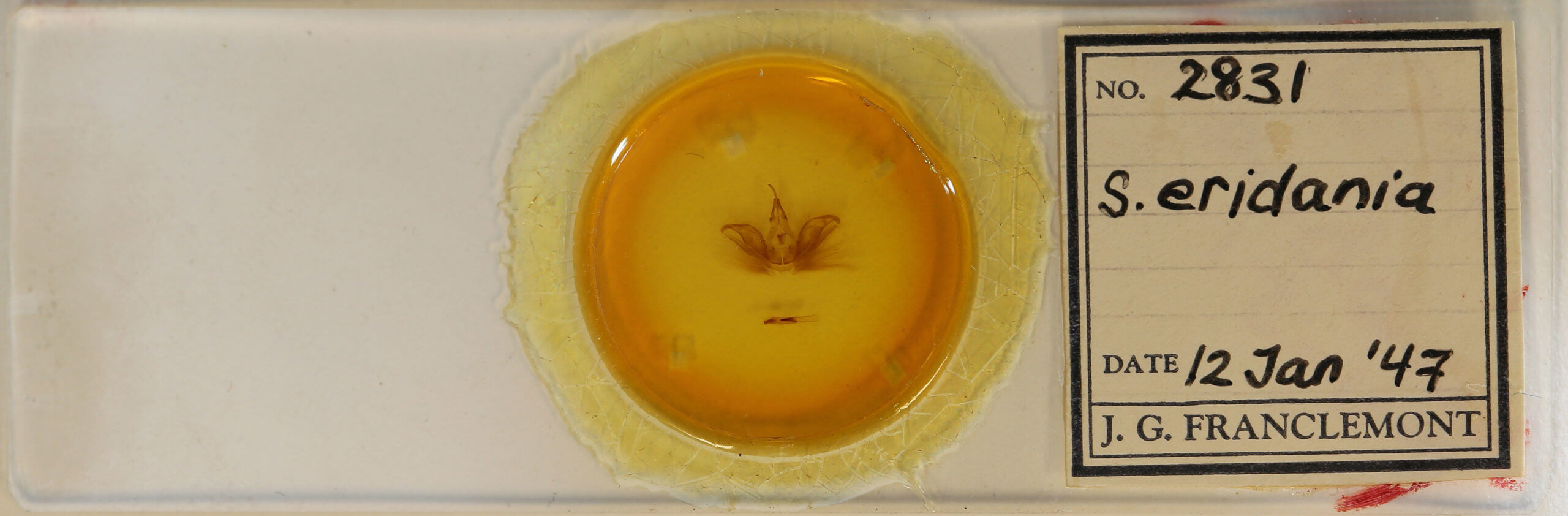 slide view of adult Spodoptera eridania