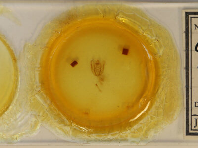 slide view of adult Rheumaptera undulata