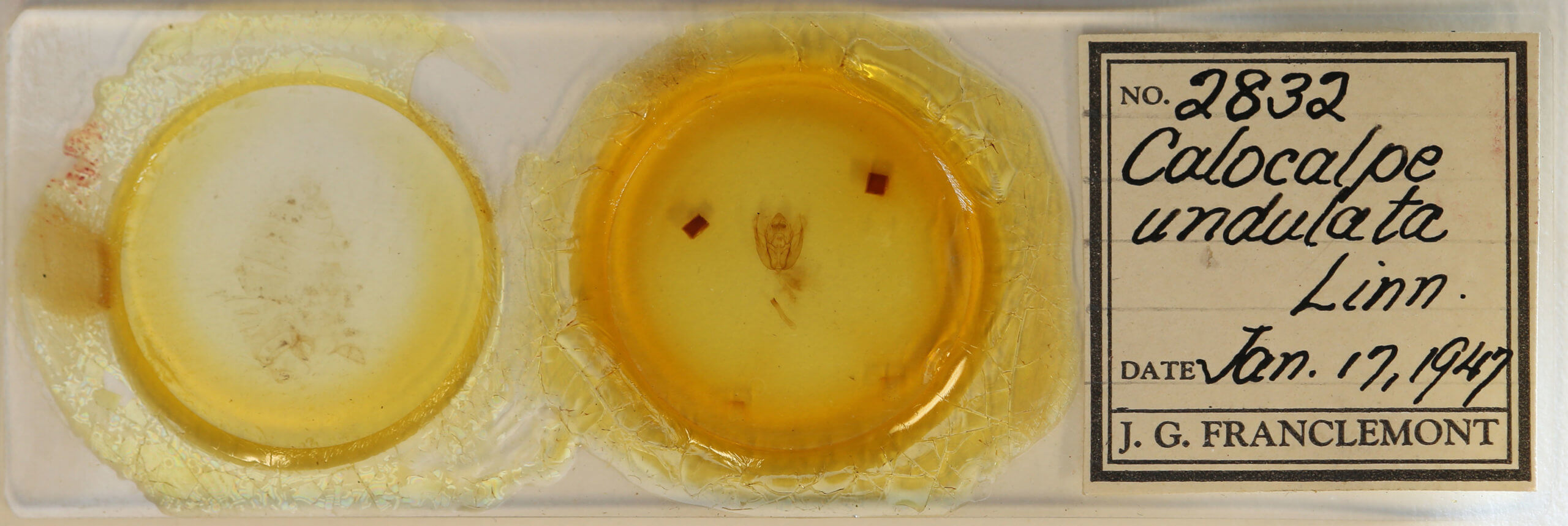 slide view of adult Rheumaptera undulata