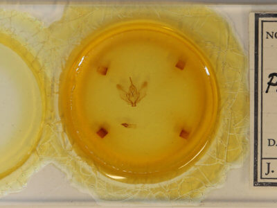 slide view of adult Plagodis phlogosaria purpuraria