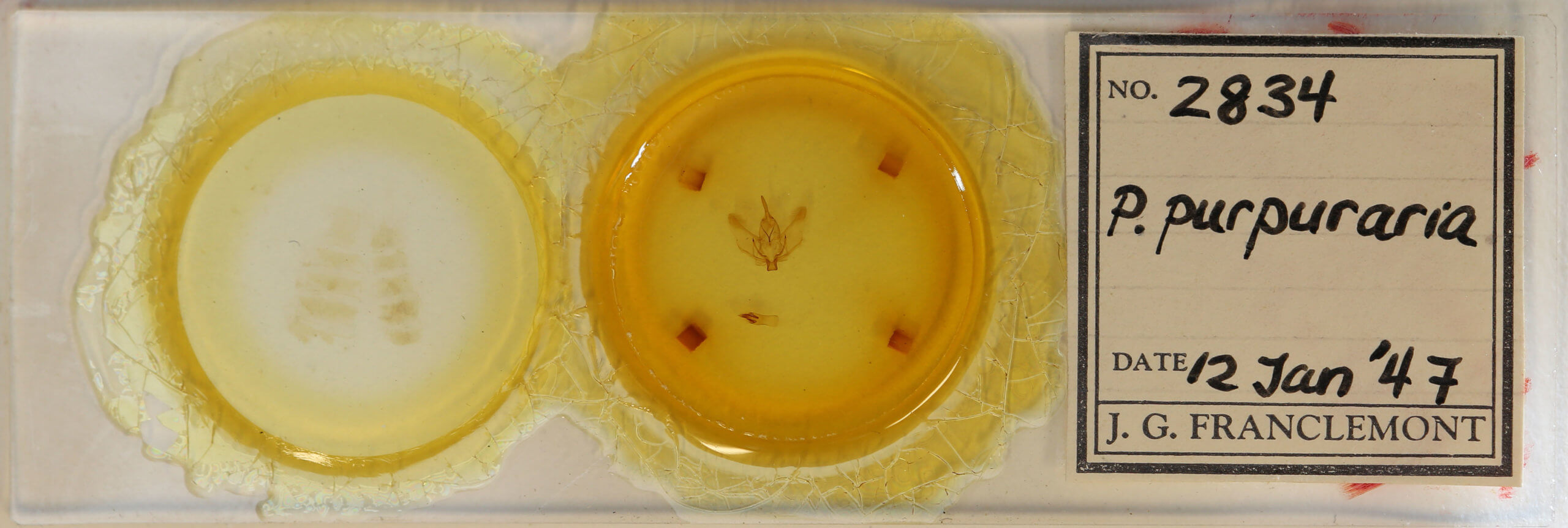 slide view of adult Plagodis phlogosaria purpuraria