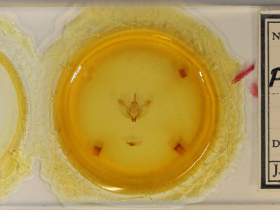 slide view of adult Plagodis phlogosaria purpuraria