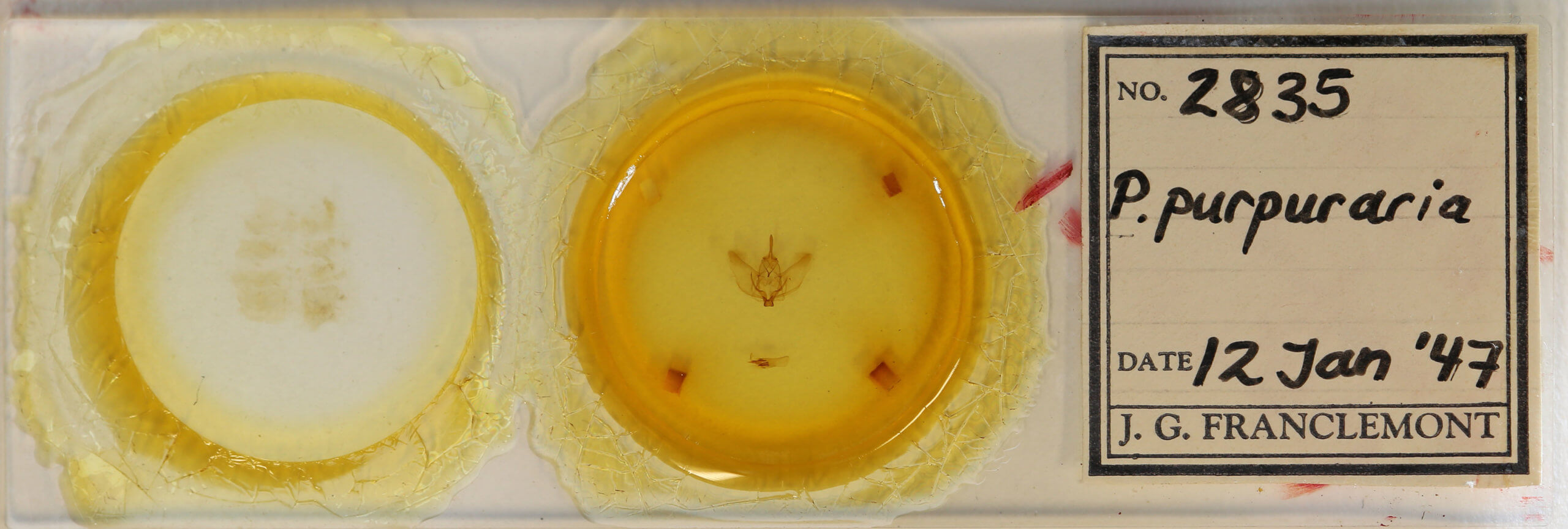 slide view of adult Plagodis phlogosaria purpuraria