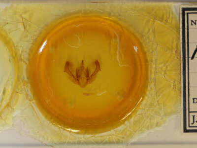 slide view of adult Morrisonia confusa