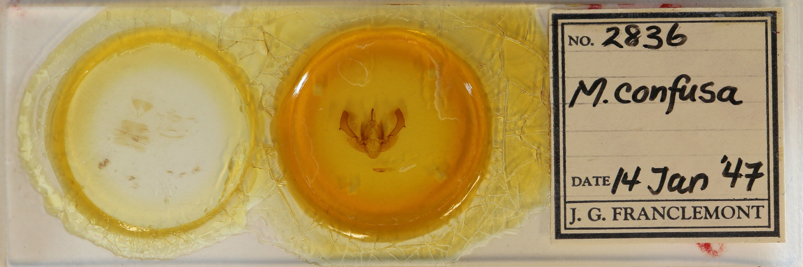 slide view of adult Morrisonia confusa