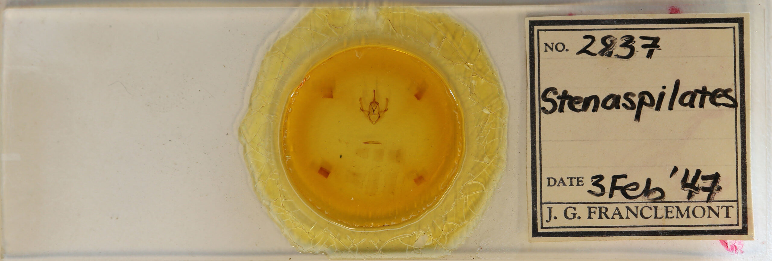 slide view of adult Pero