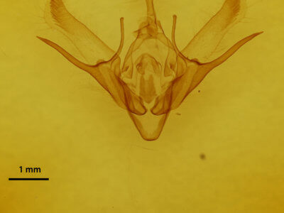 genitalia view of adult Euxoa violaris