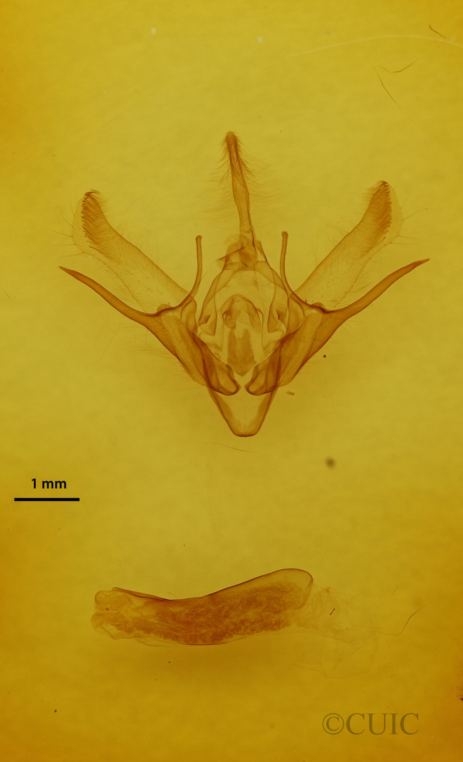 genitalia view of adult Euxoa violaris