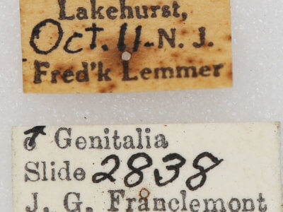 label view of adult Euxoa violaris