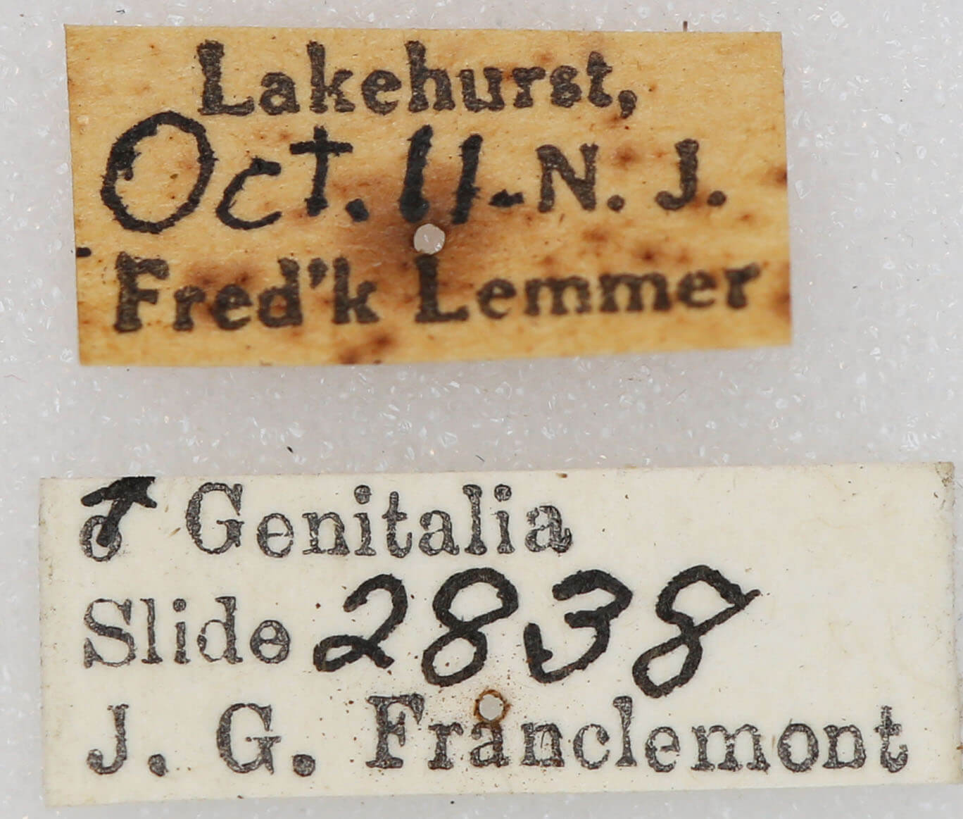 label view of adult Euxoa violaris