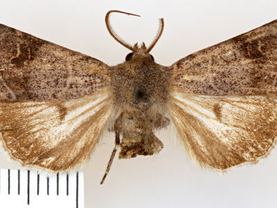 dorsal view of adult Euxoa violaris