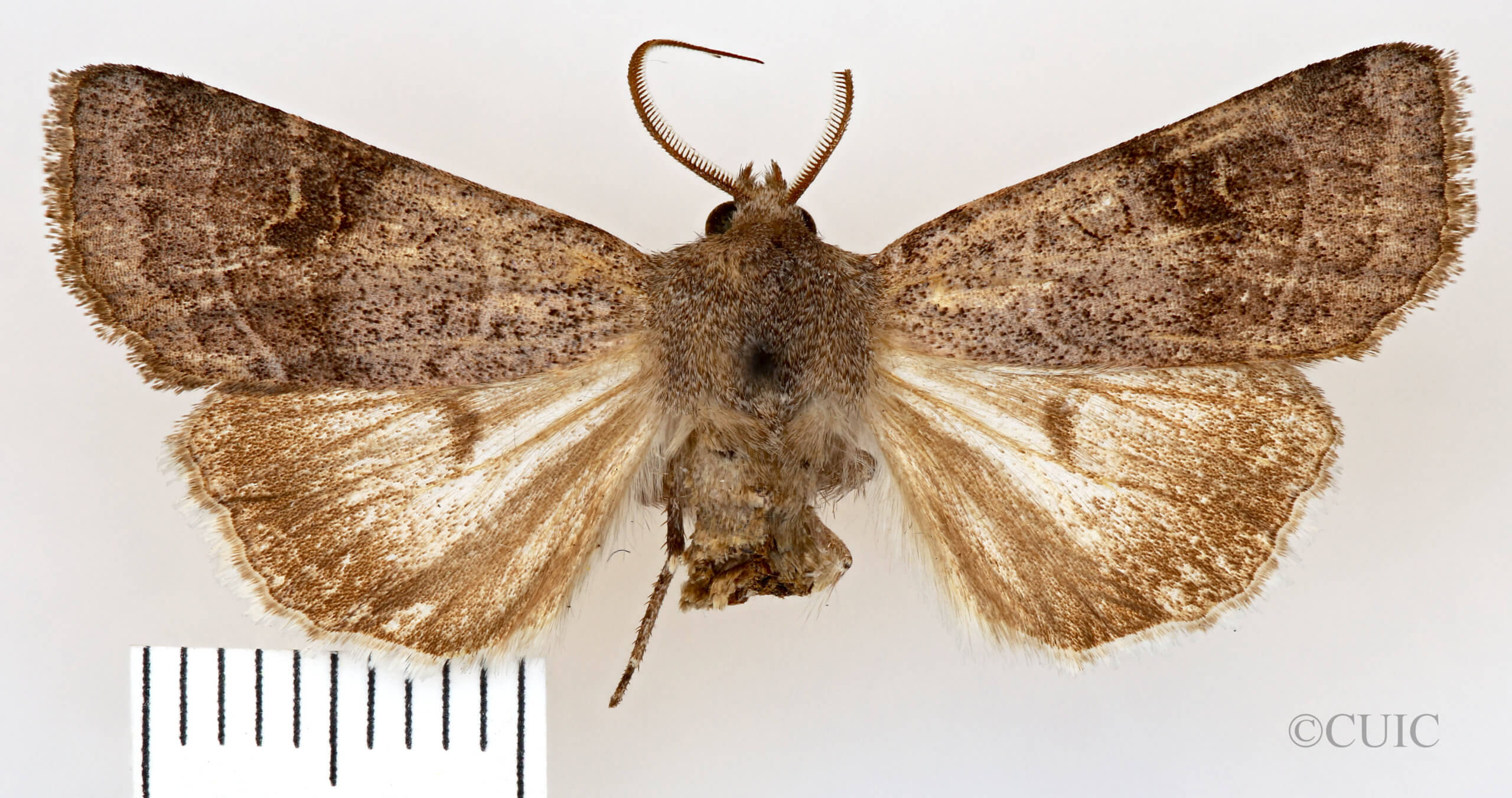 dorsal view of adult Euxoa violaris