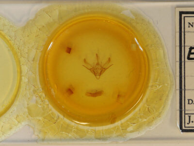 slide view of adult Euxoa violaris