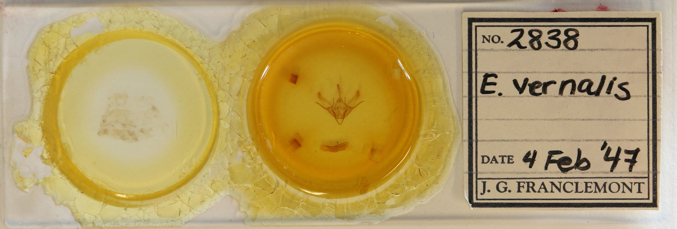 slide view of adult Euxoa violaris